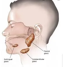 Human salivary glands